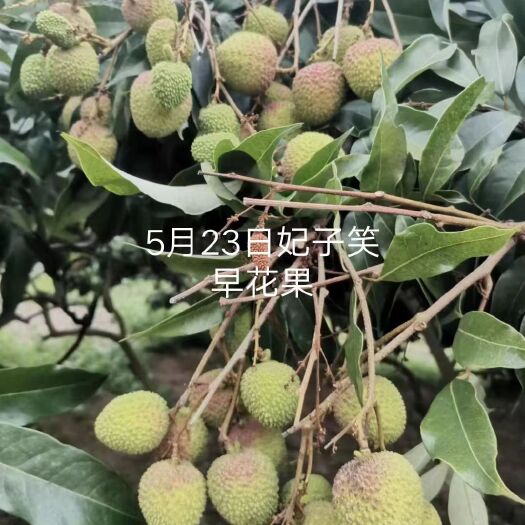 廉江市良垌荔枝，番石榴