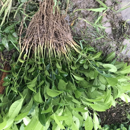 钦州土柠檬苗#嫁接苗#红柠檬苗