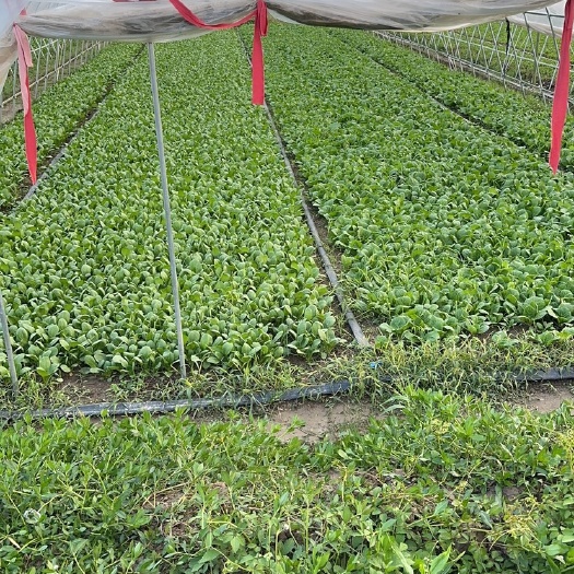 洪湖市上海青   小白菜