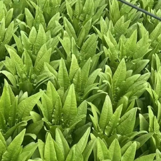 曲靖长年供应云南蔬菜（意大利生菜，油麦菜，小白菜，黄白，上海青）