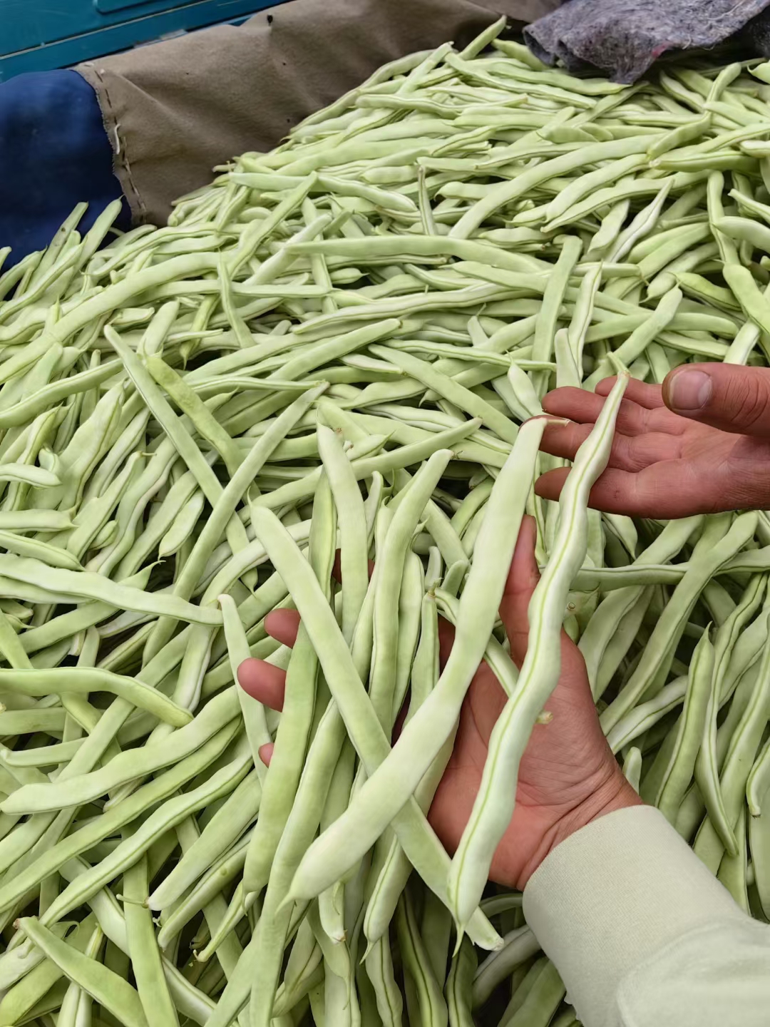 博爱县河南精品白芸豆，白不老大量上市，现货供应，可视频看货！