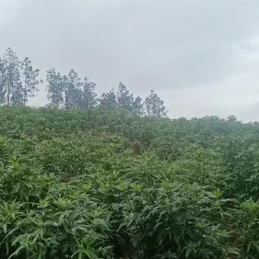 江永县五指毛桃