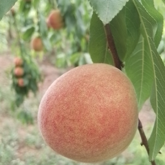 简阳市胭脂脆桃