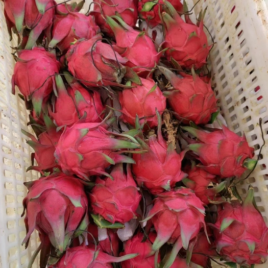 龙州县火龙果