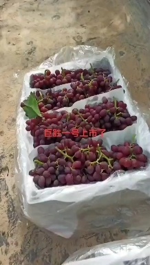 单县巨盛葡萄大量上市，需要的老板联系