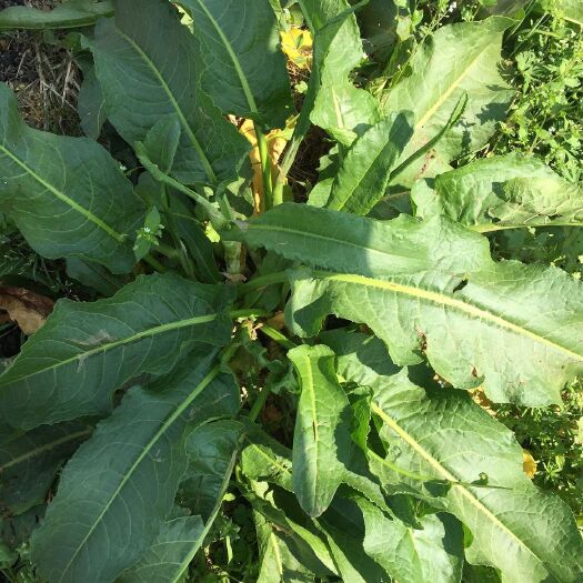 南华县土大黄，金不换菠菜一手货源200斤起批
