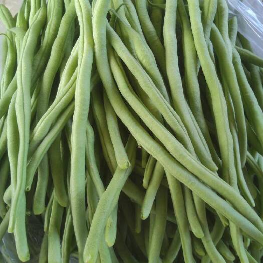 定州市地豆王豆角