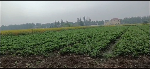 什邡市草莓基地批发草莓苗。北京红颜，大叶红颜万斤苗
