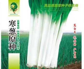 夏邑县寒葱原种大葱种子抗寒性优叶片青绿商品性优