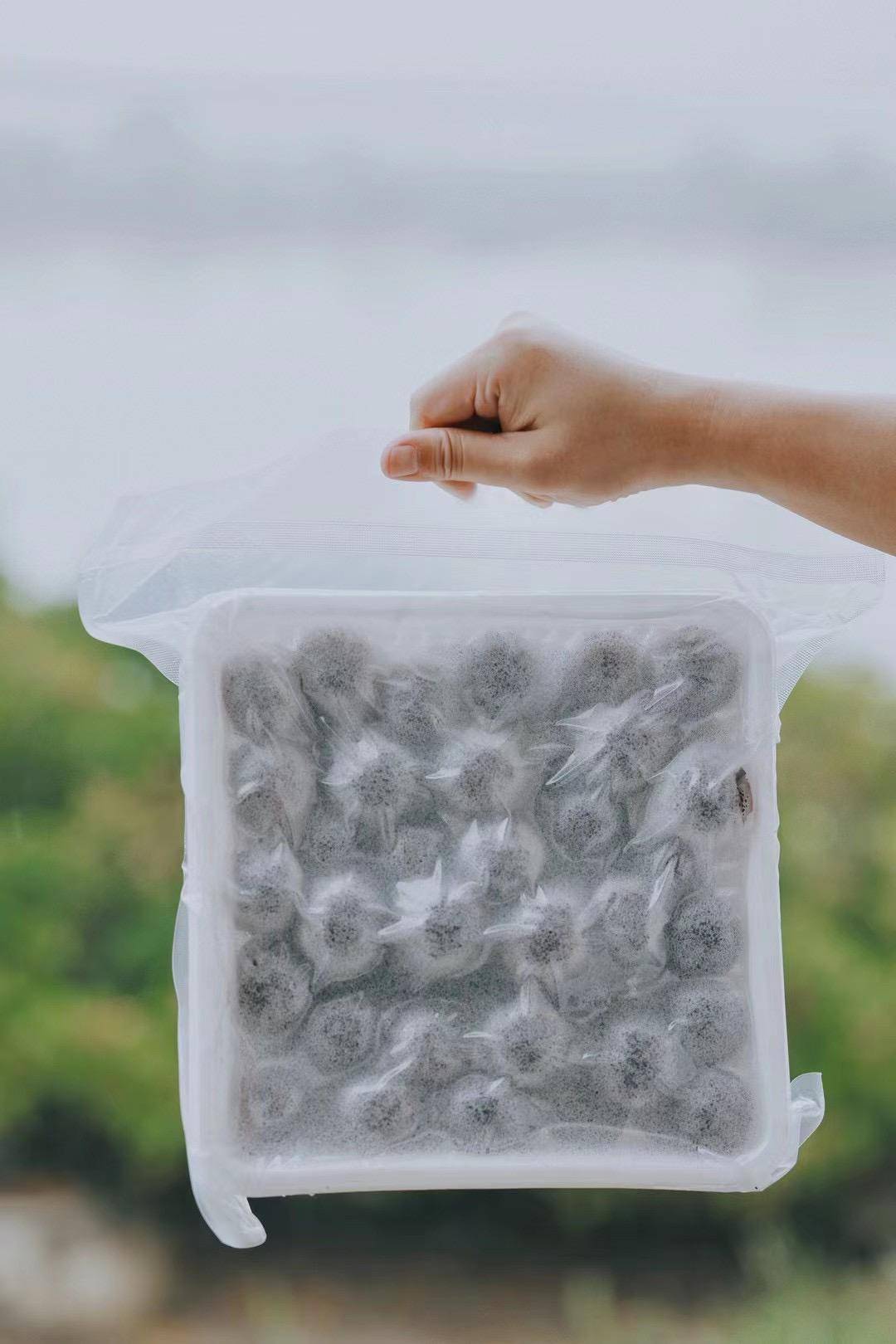 福建浮宫.东魁杨梅