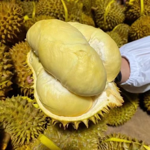勐海县泰国金枕头榴莲