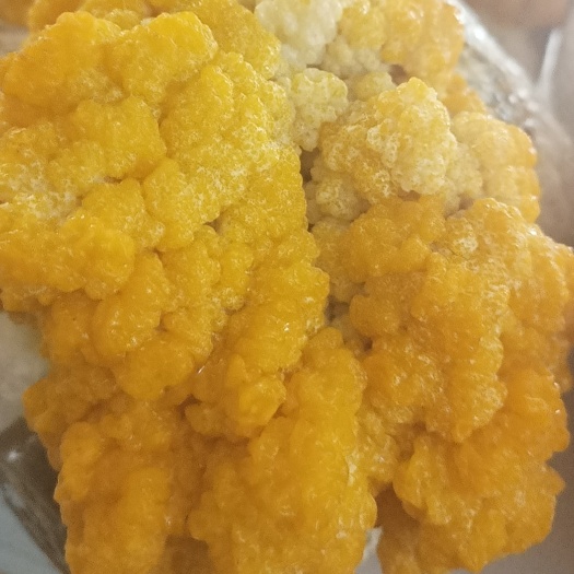 嘉兴优质金耳菌菇