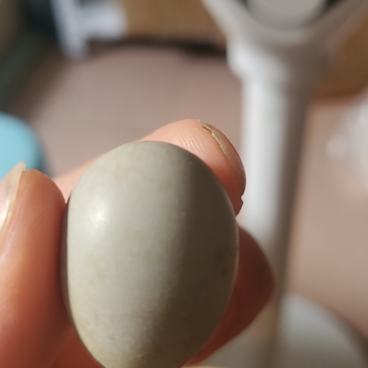 深圳芦丁鸡种蛋，宠物鸡迷你鸡，可孵化受精率包85%。
