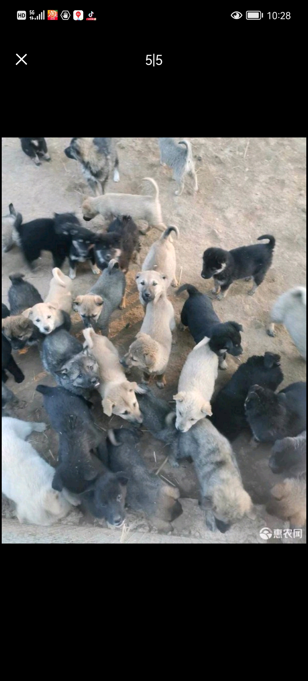 肉狗（中华田园狗）