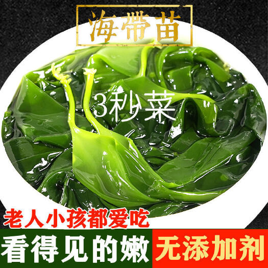 霞浦县海带苗 嫩苗 霞浦小海带凉拌煲汤食材厂家批发
