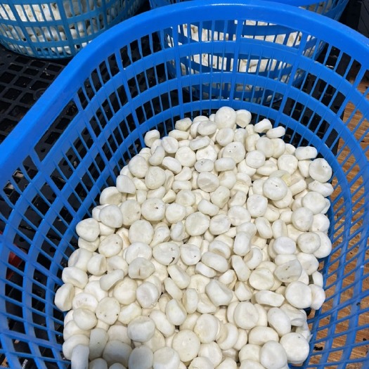 漳州去皮马蹄荸荠现削现发削皮马蹄真空统货！平台电商市场