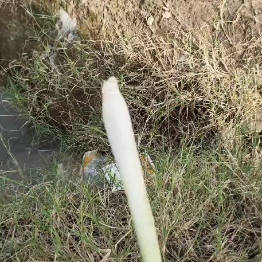 博罗县香茅草