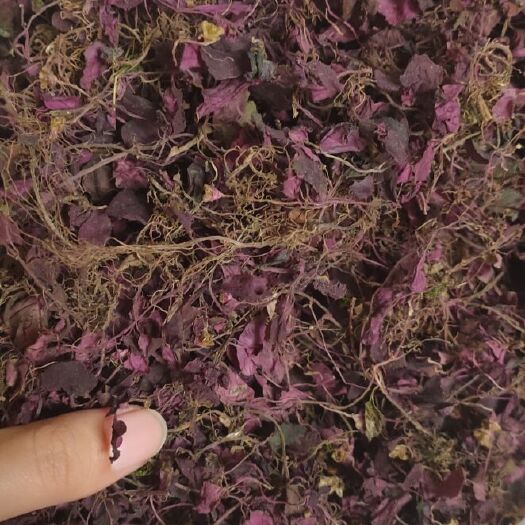 天全县纯红风柜斗草