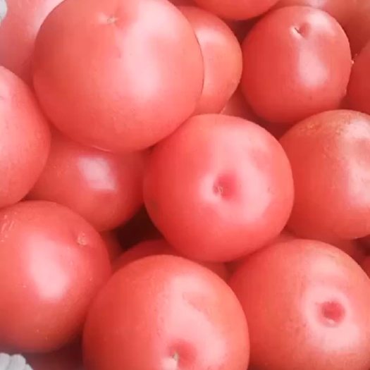 精品西红柿大量现货