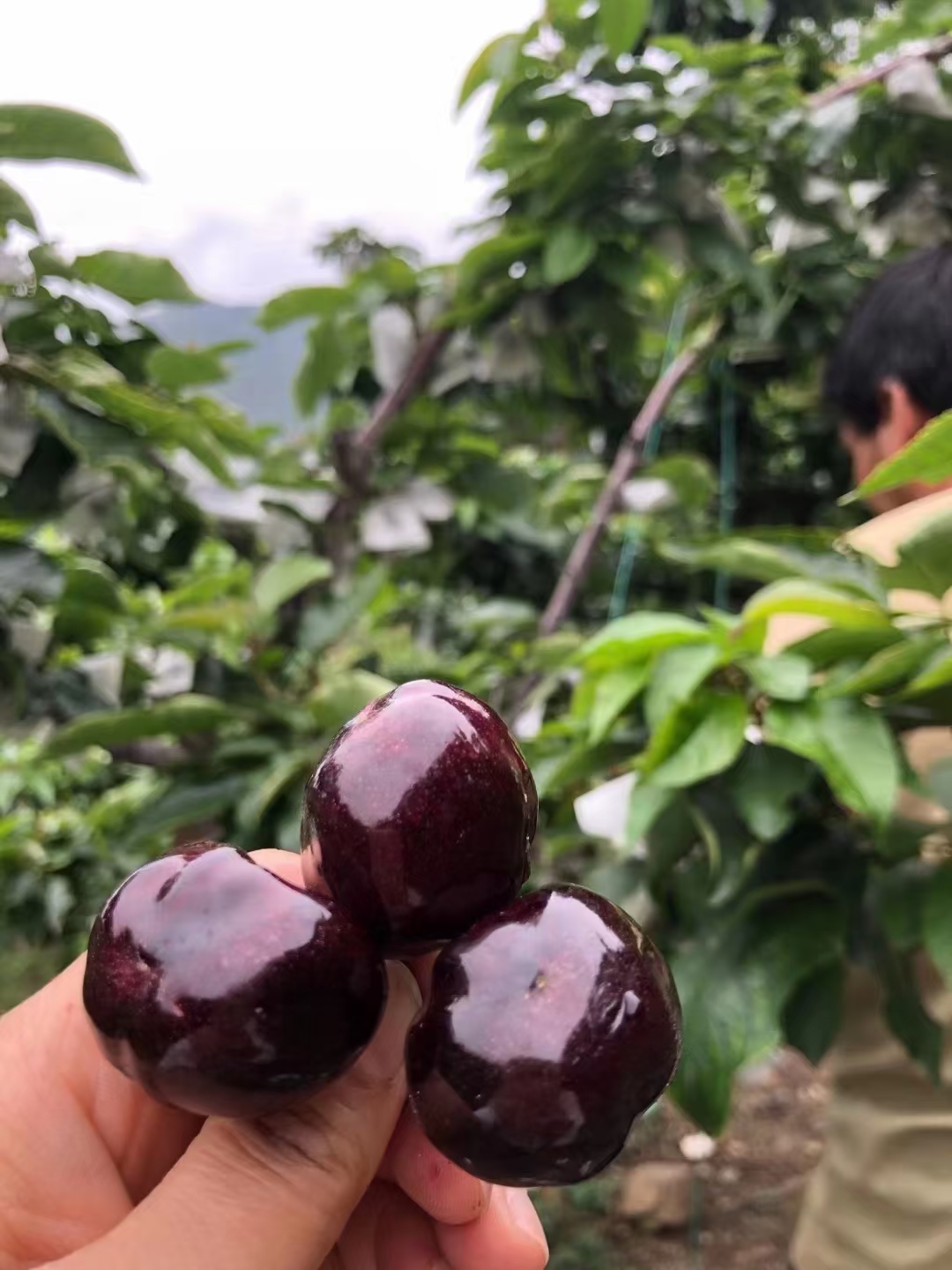 汉源高山黑珍珠大樱桃（套袋），中，大果，品相好，纯鲜果