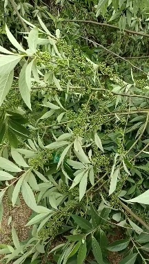 重庆市木姜子