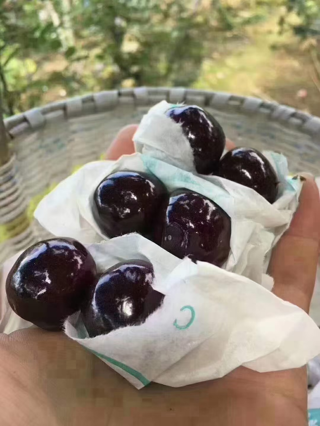汉源高山黑珍珠大樱桃（套袋），中，大果，品相好，纯鲜果