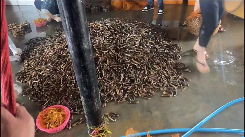 雷州市海蛏子，蛏子王