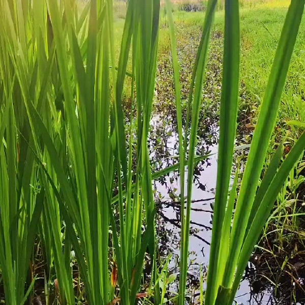 水菖蒲新鲜菖蒲货源充足量大从优品质保障