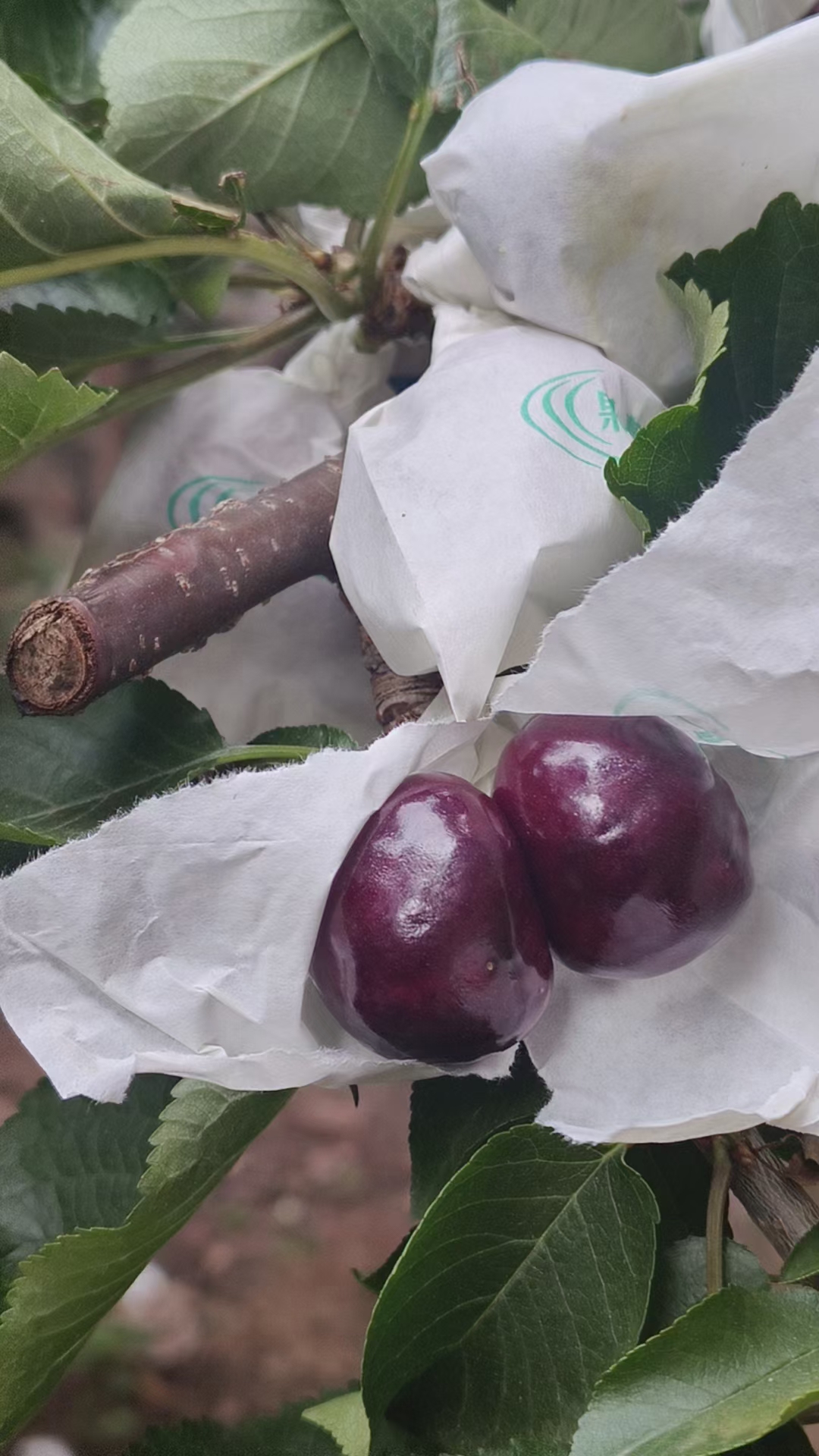 汉源高山黑珍珠大樱桃（套袋），中，大果，品相好，纯鲜果