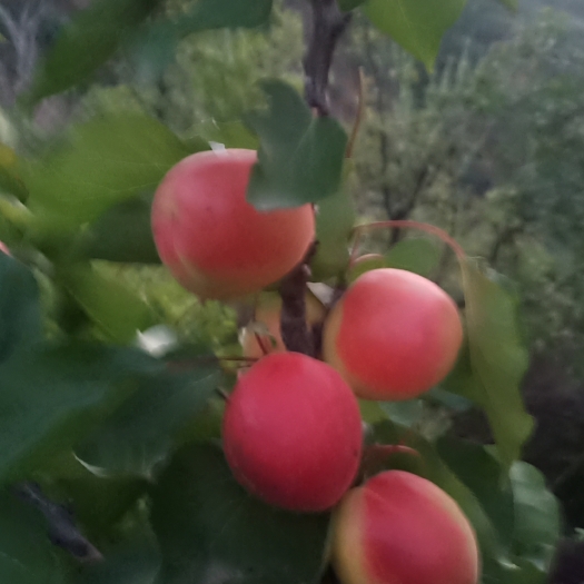 万荣县胭脂杏，大量上市。围于山西万荣皇甫，色泽鲜，口感甜。