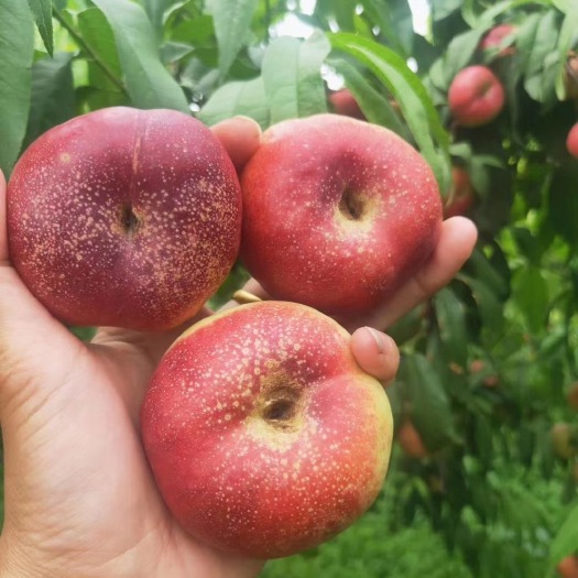 大荔县红油蟠桃