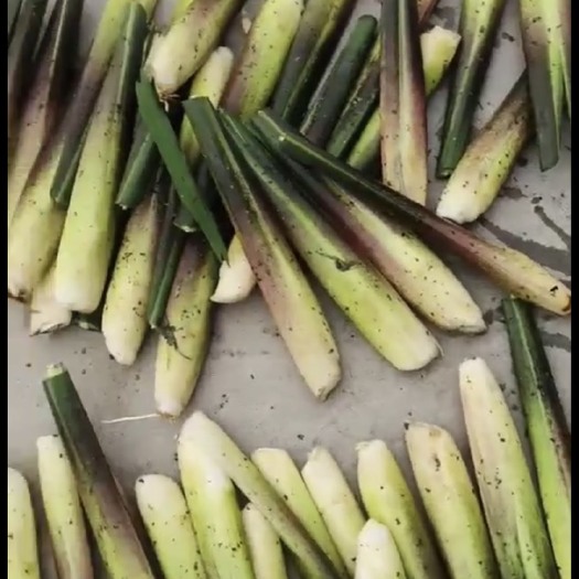 漳州茭白