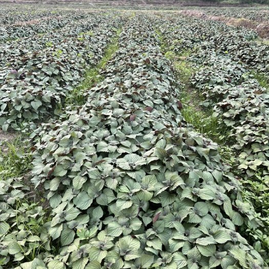 平和县紫苏种植基地 出售紫苏