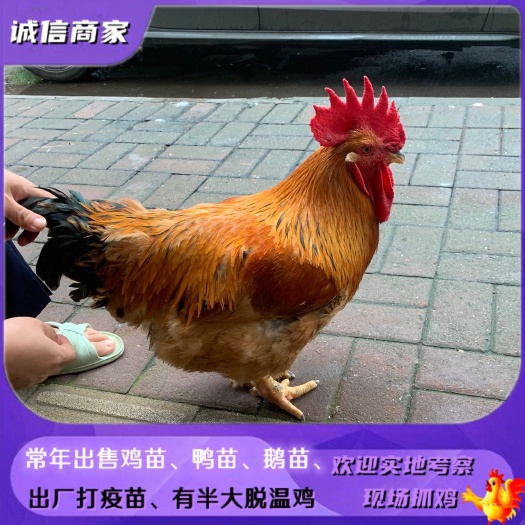 衡阳出售k9鸡苗快大型肉鸡苗出壳小鸡苗出厂打疫苗麻鸡苗