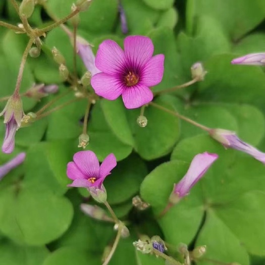 沭阳县红花酢浆草 基地 直发