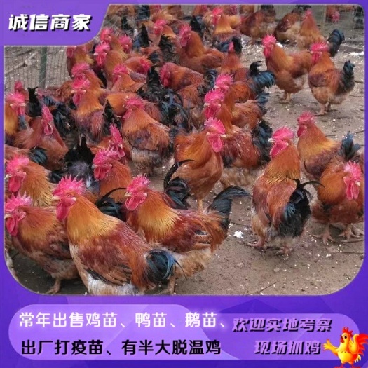 衡阳出售k901鸡苗麻黄鸡苗快大型麻鸡苗