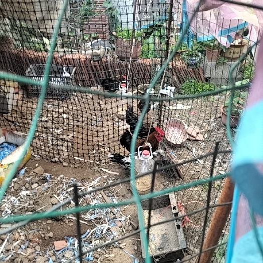 沂南县宠物鸡元宝鸡，贵妃鸡，受精卵，