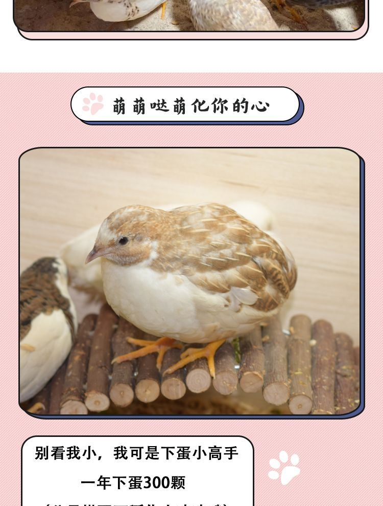 芦丁鸡网产蛋芦丁鸡芦丁鸡成年