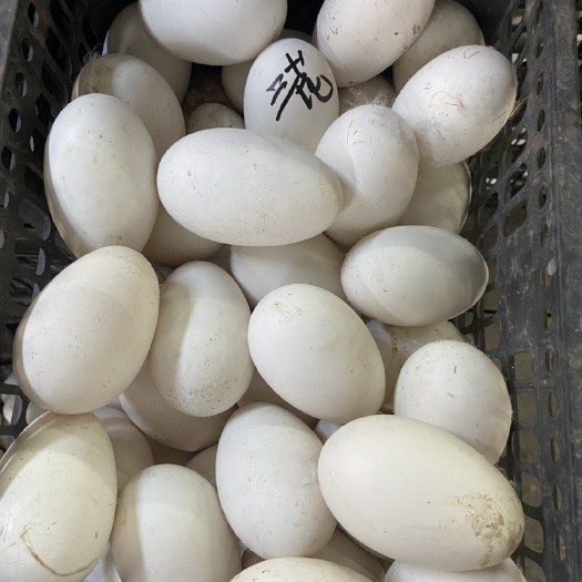 沛县鲜鹅蛋，双黄鹅蛋！新鲜度高，干净度好