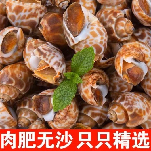 连云港新鲜大花螺麻辣花螺鲜活冷冻鲜活新鲜冷冻海鲜东风螺海螺田螺批发