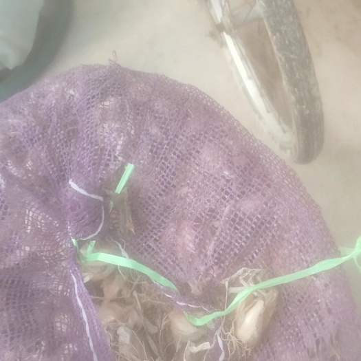 丰县香葱种子