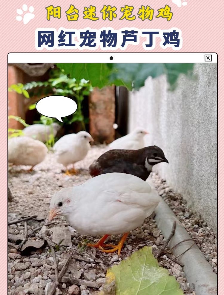 芦丁鸡网产蛋芦丁鸡芦丁鸡成年