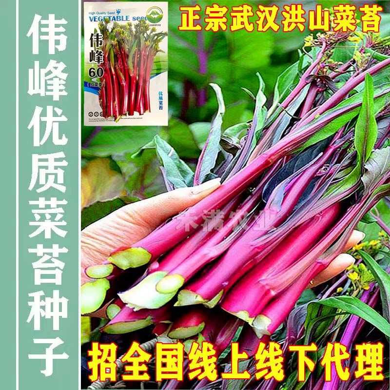 武汉湖北武汉洪山红菜苔种子种籽蔬菜种子四季菜心北方南方冬季菜种子