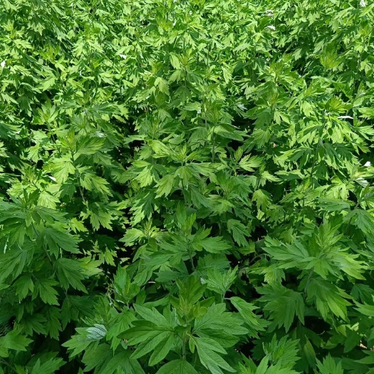 古蔺县端午鲜艾，花卉绿植，端午挂艾