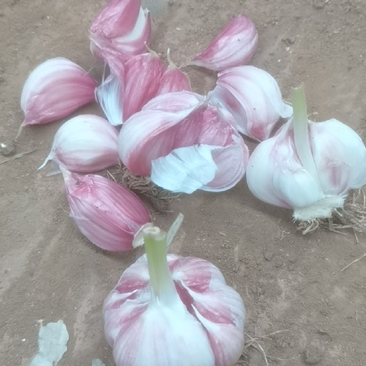 黑山县紫皮瓣蒜