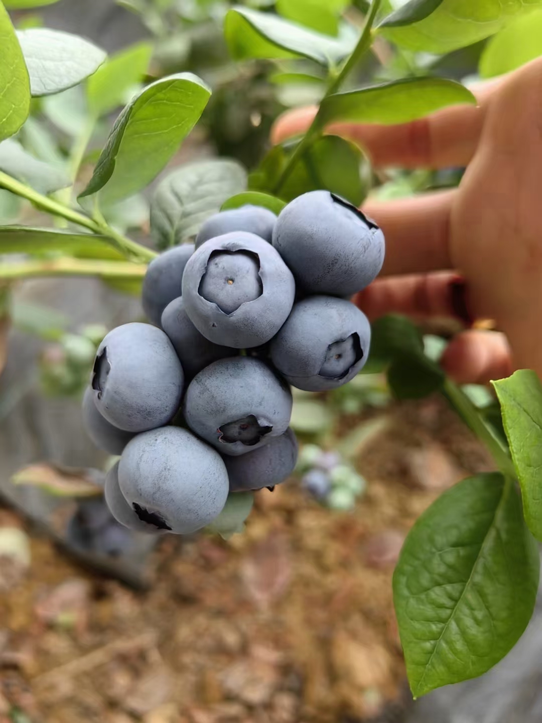 沂水县蓝莓，山东莱克西，绿宝石，品种齐全，质量保证代发全国价格便宜