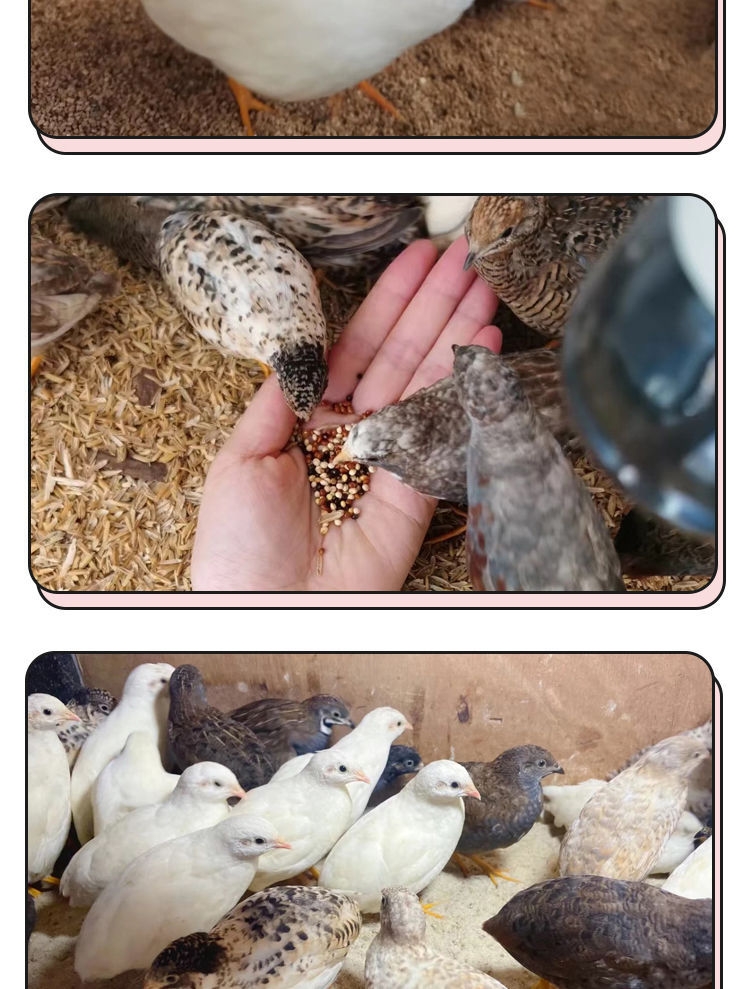 芦丁鸡网产蛋芦丁鸡芦丁鸡成年