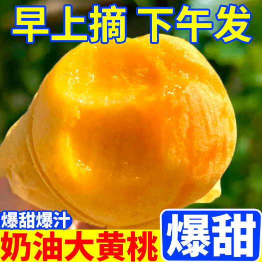 汝城县【纯甜】黄桃新鲜水果桃子黄毛桃鲜果脆桃软桃锦绣当季水果脆甜