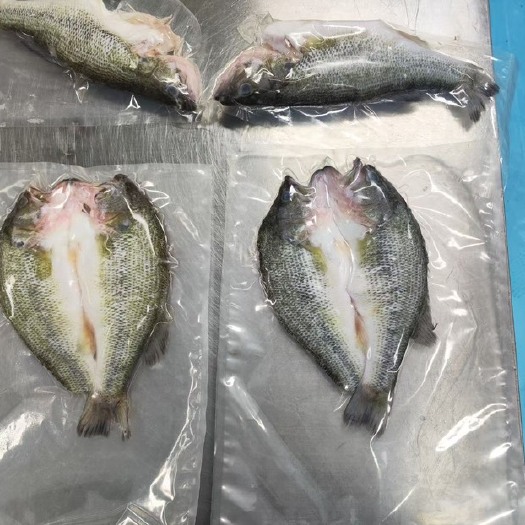 深圳淡水加洲鲈  鲈鱼