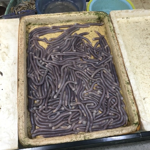北海沙虫